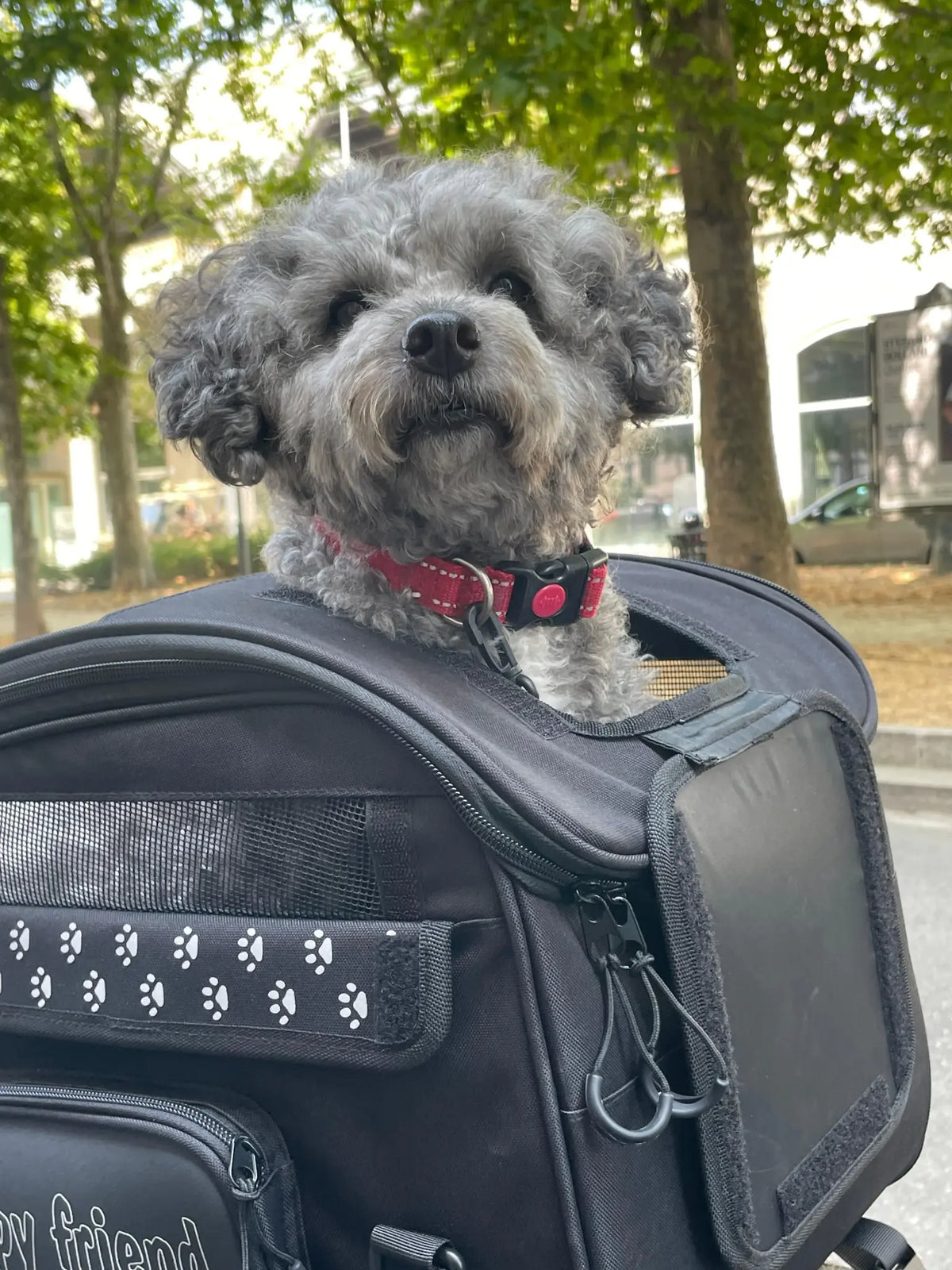 OJ ATMOSFERE METROPOLITANE Pet Bag Seat Bag 30 Liter Black